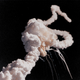 A plume of smoke from the Challenger explosion.